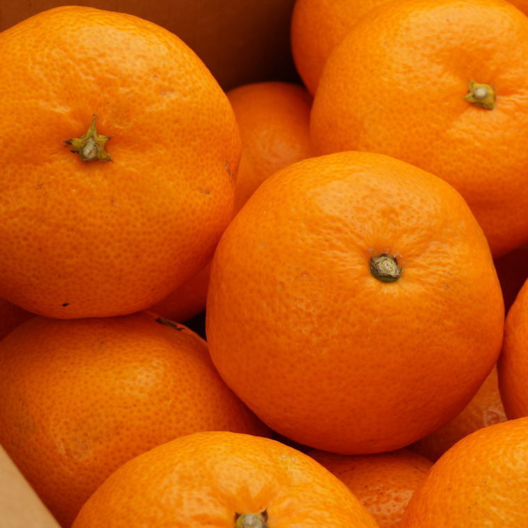 [秀品]和歌山有田みかん約3kg(S～Lサイズ混合)ふるさと納税 ミカン
※2025年11月中旬～2026年1月中旬頃に順次発送予定