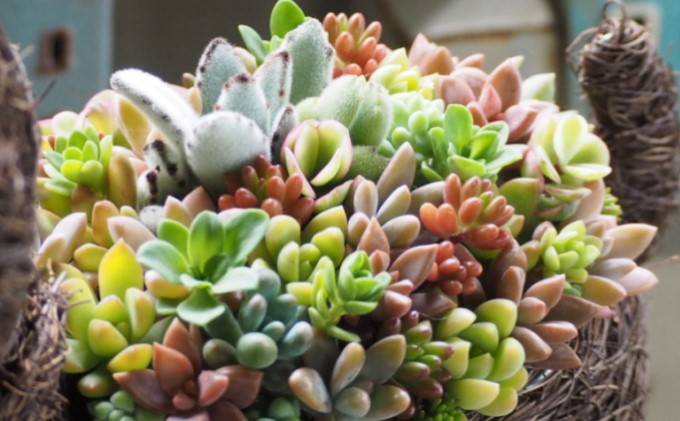 まるで多肉の宝石箱♪チビわんこの多肉植物 寄せ植え（1個） インテリア ガーデニング 玄関 置物 犬 イヌ 犬の置物 