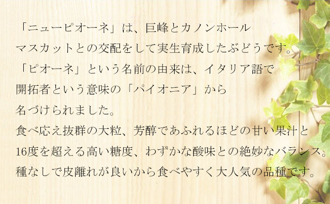 ぶどう 2026年 先行予約 ニュー ピオーネ 3房～6房 約2kg 6月下旬～7月下旬発送 ブドウ 葡萄  岡山県産 国産 フルーツ 果物 ギフト 果物類 種なし デザート 食後 おやつ 産地直送 