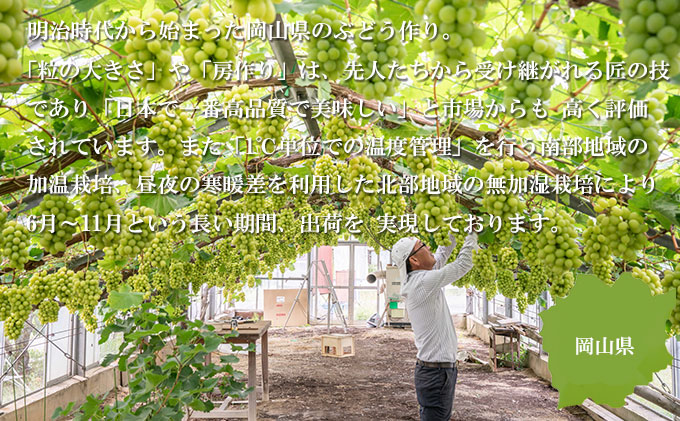 ぶどう 2026年 先行予約 シャイン マスカット 晴王 3房～6房 約2kg 7月上旬～8月中旬発送 ブドウ 葡萄  岡山県産 国産 フルーツ 果物 ギフト 種なし 