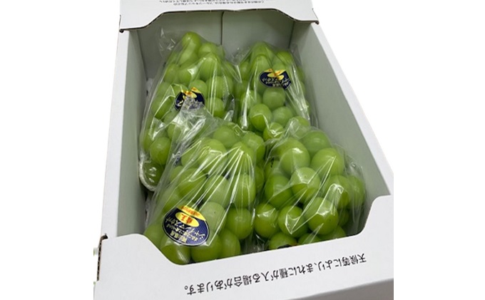 ぶどう 2026年 先行予約 シャイン マスカット 晴王 3～5房 2kg前後 （8月上旬～9月下旬発送分） ブドウ 葡萄  岡山県産 国産 フルーツ 果物 ギフト 果物類 
