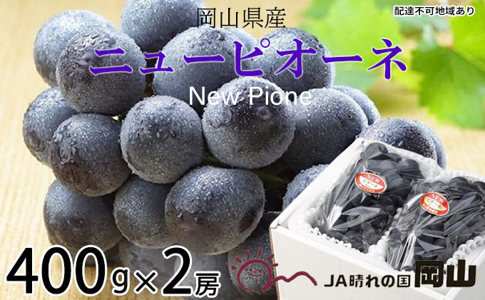 ぶどう 2026年 先行予約 ニュー ピオーネ 約400g×2房 6月下旬～7月下旬発送 ブドウ 葡萄  岡山県産 国産 フルーツ 果物 ギフト 果物類 種なし デザート 食後 おやつ 産地直送 