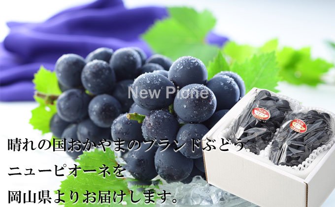 ぶどう 2026年 先行予約 ニュー ピオーネ 約600g×2房 6月下旬～7月下旬発送 ブドウ 葡萄  岡山県産 国産 フルーツ 果物 ギフト 果物類 種なし デザート 食後 おやつ 産地直送 
