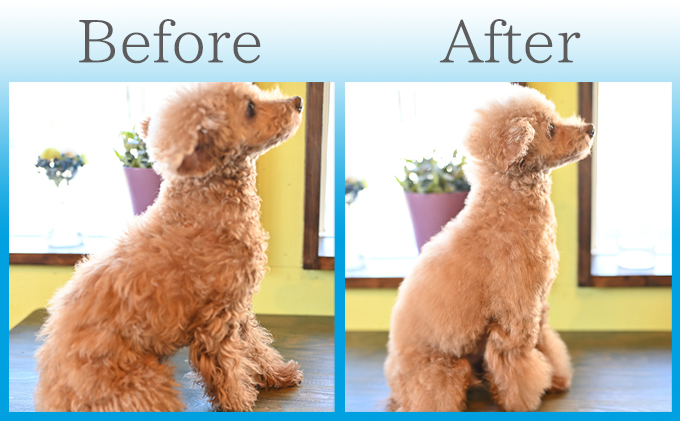 【犬用】ドライジェルニームシャンプー　400g　水の要らないシャンプー 雑貨 日用品 ドライシャンプー ペット ドック 汚れ 落ちる 水なし シニア 愛犬 愛犬家 