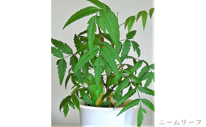 【犬用】ドライジェルニームシャンプー　400g　水の要らないシャンプー 雑貨 日用品 ドライシャンプー ペット ドック 汚れ 落ちる 水なし シニア 愛犬 愛犬家 