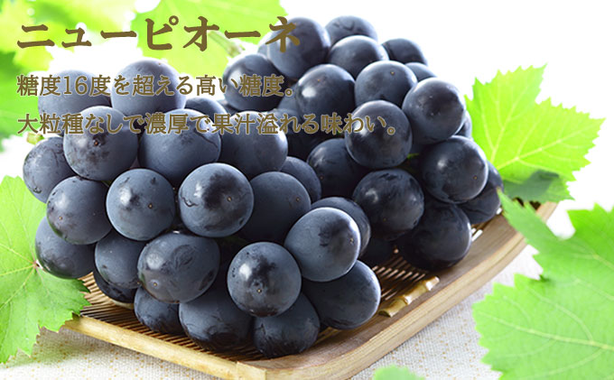 桃 ぶどう 2026年 先行予約 岡山 白桃 エース 2玉×約250g（2Lサイズ、早生種・中生種）ニュー ピオーネ 約500g×1房  詰め合わせ 岡山県産 フルーツ 