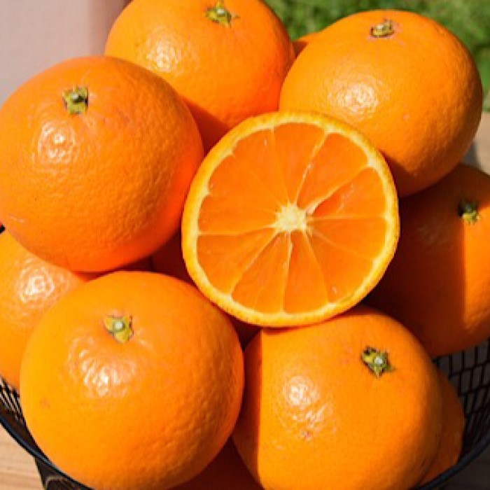 和歌山県産 有田の清見 約10kg 秀品 ※2026年3月上旬～4月下旬頃に順次発送予定 ※北海道・沖縄・離島への配送不可