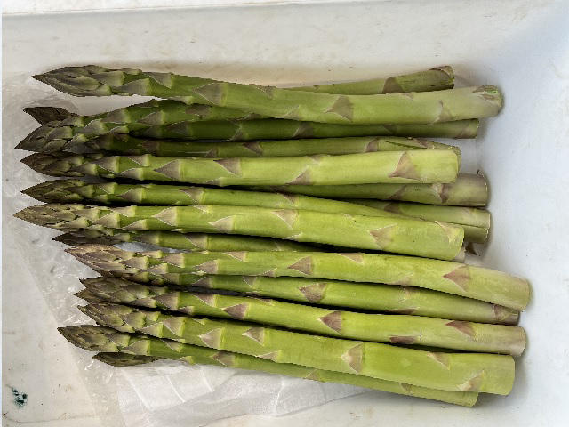 アスパラガス 先行予約 夏アスパラガス 約1.5kg+100g M～2L 混合 川田農園 アスパラ グリーンアスパラ 野菜 夏野菜 旬 旬の野菜 産地直送 2025年 2025 予約 青森 冷蔵 冷蔵配送 7月～9月発送
