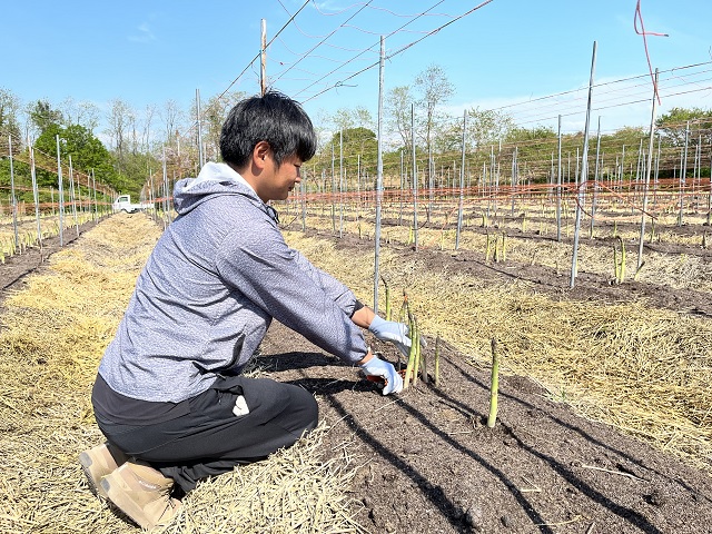 アスパラガス 先行予約 2026年 夏アスパラガス 約1.3kg+100g S～2L 訳あり 不揃い 佐藤農園 規格外 アスパラ グリーンアスパラ 野菜 夏野菜 夏 旬 産地直送 高評価 青森 青森県 鰺ヶ沢町 冷蔵配送 7月～9月発送