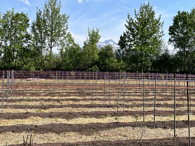 アスパラガス 先行予約 2026年 夏アスパラガス 約1.3kg+100g S～2L 訳あり 不揃い 佐藤農園 規格外 アスパラ グリーンアスパラ 野菜 夏野菜 夏 旬 産地直送 高評価 青森 青森県 鰺ヶ沢町 冷蔵配送 7月～9月発送