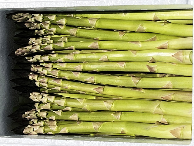 アスパラガス 先行予約 2026年 夏アスパラガス 約1kg+100g L～2L 厳選 佐藤農園 アスパラ グリーンアスパラ 野菜 夏野菜 夏 旬 旬の野菜 産地直送 青森 青森県 鰺ヶ沢町 冷蔵 冷蔵配送 7月～9月発送