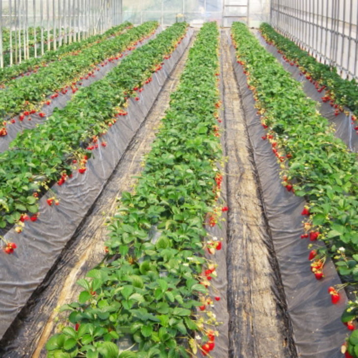 【2月発送】和歌山県産ブランドいちご「まりひめ」約300g×4パック入り◇｜苺 産地直送 果物 フルーツ ふるさと納税 いちご ※北海道・沖縄・離島への配送不可 ※2026年2月上旬～2月下旬頃に順次発送予定