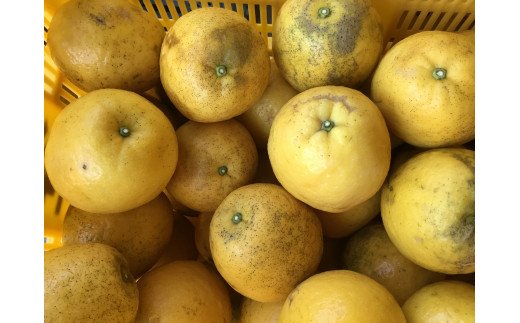 【訳あり】《中身で勝負》絶対的自信の河内晩柑（愛南ゴールド）15kg (なくなり次第終了)