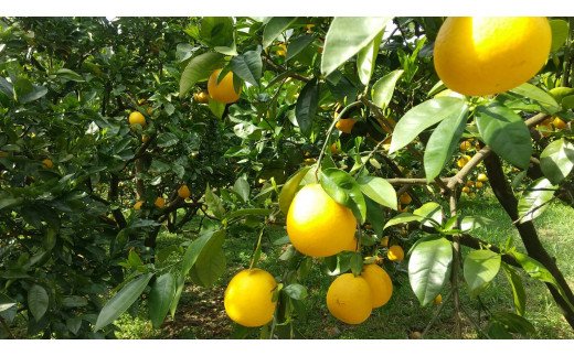 【訳あり】《中身で勝負》絶対的自信の河内晩柑（愛南ゴールド）15kg (なくなり次第終了)