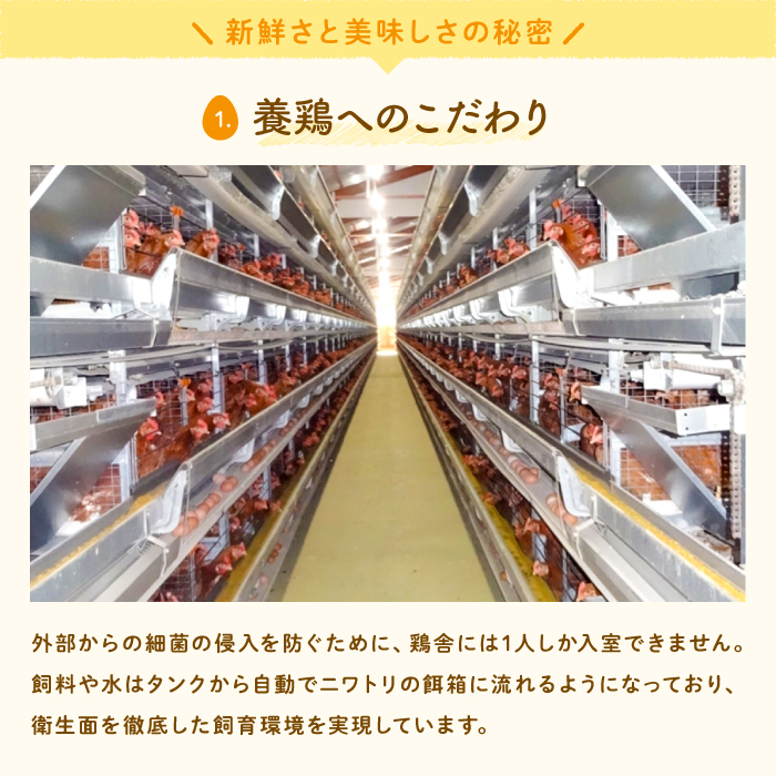 茨城県行方市のふるさと納税 U-2 黄身がしっかり濃厚な卵【アスタの恵み】50個