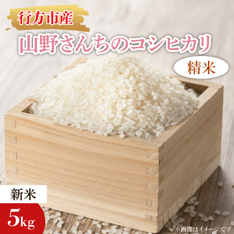 茨城県行方市のふるさと納税 【2025年9月上旬より順次発送】【令和7年産 新米】★数量限定★山野さんちのコシヒカリ 精米5kg｜米 お米 こめ こしひかり コシヒカリ 数量限定 令和7年産 茨城県 行方市 人気 送料無料（BR-8-3）