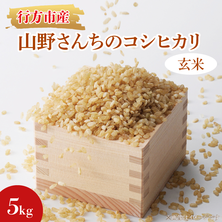 茨城県行方市のふるさと納税 ★令和7年度産★山野さんちのコシヒカリ 5kg(玄米)｜米 お米 こめ こしひかり コシヒカリ 令和7年産 R7年産 新米 玄米 茨城県 行方市(BR-6-2)