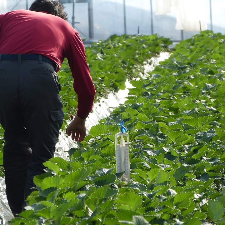 【2026年1月発送】甘～い！いちご やよいひめ 3箱(1箱：12粒～15粒入り)｜いちご イチゴ 苺 ストロベリー やよいひめ 果物 くだもの フルーツ 先行予約 茨城県 行方市(V-7)