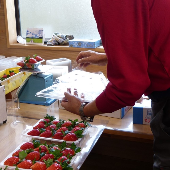 【2026年4月発送】甘～い！いちご やよいひめ 2箱(1箱：12粒～15粒入り)｜いちご イチゴ 苺 ストロベリー やよいひめ 果物 くだもの フルーツ 先行予約 茨城県 行方市(V-8)