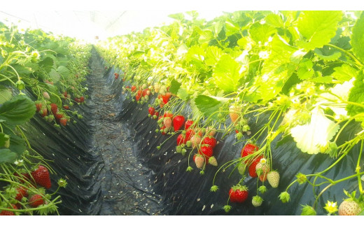 【数量限定】 爽やかな甘味！ いちご （かおり野） 15粒 2箱 【2026年3月発送】｜いちご フルーツ 果物 茨城県 行方市(W-1)