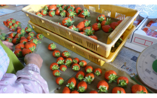 【数量限定】 爽やかな甘味！ いちご （かおり野） 15粒 2箱 【2026年3月発送】｜いちご フルーツ 果物 茨城県 行方市(W-1)