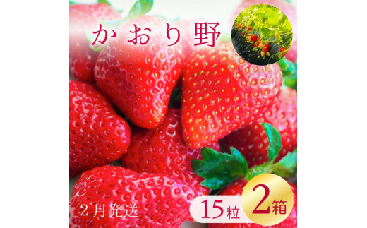 【数量限定】 爽やかな甘味！ いちご （かおり野） 15粒 2箱 【2026年2月発送】｜いちご フルーツ 果物 茨城県 行方市(W-2)