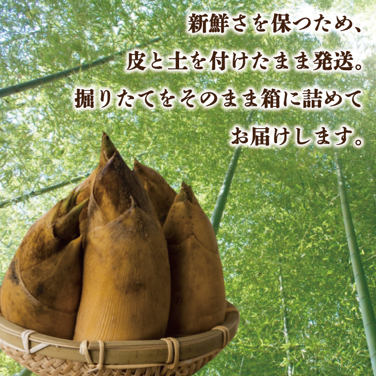 【2026年4月より順次発送】たけのこ 約2kg(米ぬか付き)｜たけのこ タケノコ 筍 旬 米ぬか 堀りたて 先行予約 茨城県 行方市(CP-10)