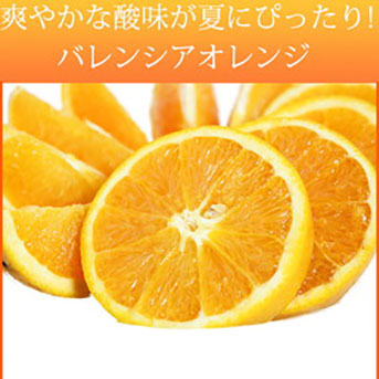 【ご家庭用訳あり】希少な国産バレンシアオレンジ 7kg ※2026年6月下旬～7月上旬頃に順次発送予定