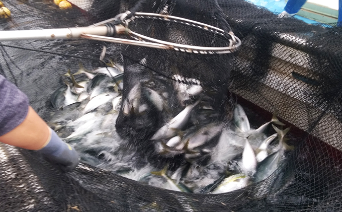 素潜り漁師の宿　宿泊券（2名様分）1泊2食付 Bプラン チケット お食事券 刺身 海の幸 旅行 レジャー 体験型 海 