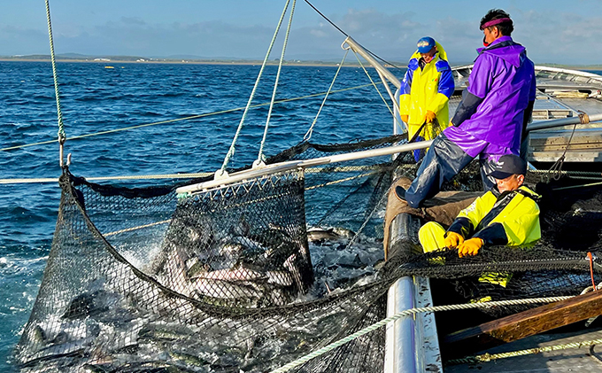 北海道枝幸町のふるさと納税 北隆丸 新巻めじか鮭〈姿〉約1.6kg【 枝幸産 魚貝類 サーモン 鮭 北海道 オホーツク 枝幸 】