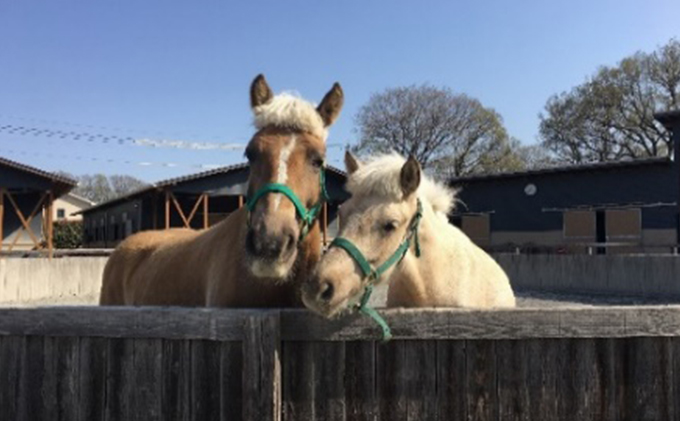 ステーブルホースパワー（乗馬クラブ）用クーポン券(6,000円分) 体験チケット スポーツ 趣味 ウマ 動物 