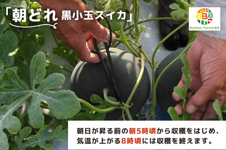 長崎県島原市のふるさと納税 【令和8年度出荷分】BE275 黒小玉スイカ「ひとりじめBonBon」 5kg(1.7kg以上×2～3玉) ～名水百選の里 島原産～ [ Bunkou Farms 島原 合同会社 島原市 BE275 ]