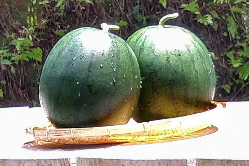 長崎県島原市のふるさと納税 【令和8年度出荷分】BE275 黒小玉スイカ「ひとりじめBonBon」 5kg(1.7kg以上×2～3玉) ～名水百選の里 島原産～ [ Bunkou Farms 島原 合同会社 島原市 BE275 ]