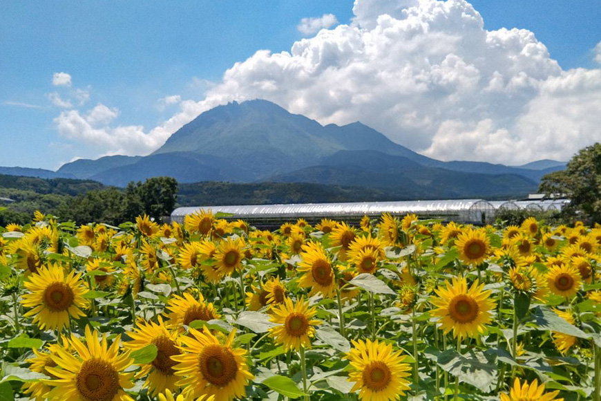 長崎県島原市のふるさと納税 【令和8年度出荷分】BE275 黒小玉スイカ「ひとりじめBonBon」 5kg(1.7kg以上×2～3玉) ～名水百選の里 島原産～ [ Bunkou Farms 島原 合同会社 島原市 BE275 ]