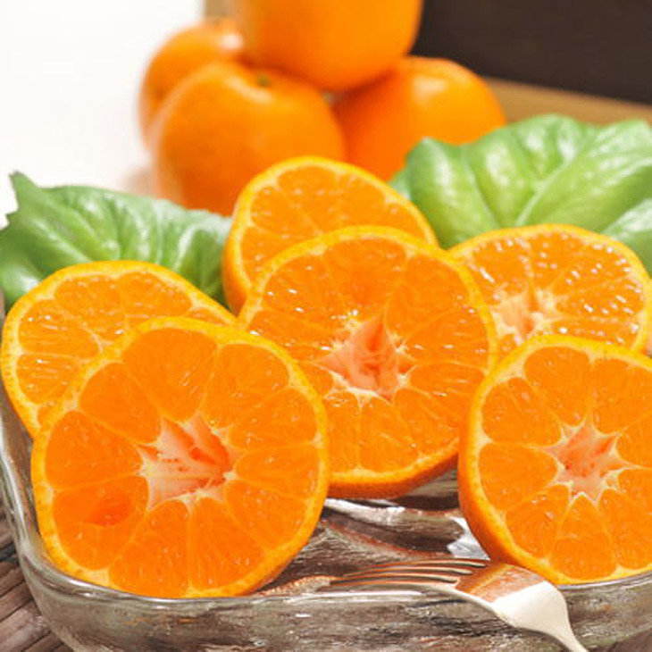 ya̎Rlzys\zy~̔zy_ƒzZ|Jiƒpj5kg b Lc k t[c ݂ IW Yn kCEEւ̔zs 2026N1{`2{ɏ\