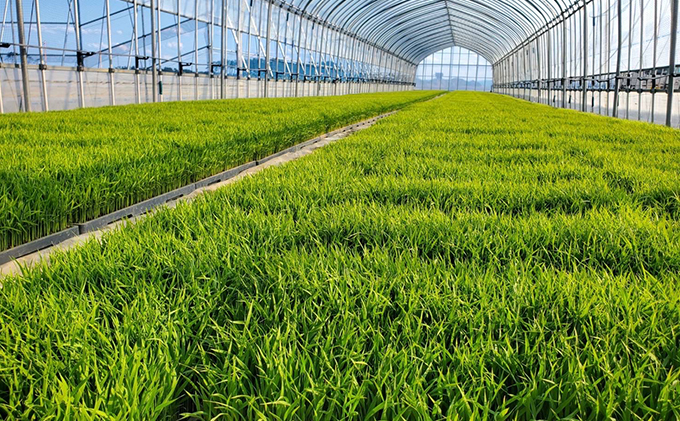 だて正夢×お米のアルコールハンドスプレー　1本 衛生用品 ウイルス対策 予防 アルコールスプレー 携帯 普段使い 美容成分 