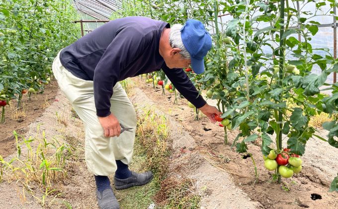 京都府南山城村のふるさと納税 【旬な時期にお届け♪7月下旬より随時配送】内藤おじちゃんが育てる採れたて新鮮な童仙房高原トマト2kgセット◎エコファーマー認定者◎京都府南山城村産 野菜 夏野菜 リコピン サラダ 緑黄色野菜