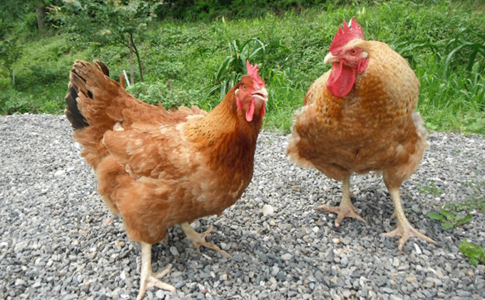 とり沢の奥美濃古地鶏 鶏ちゃんセット 加工品 惣菜 冷凍 郷土料理 若鶏 味噌 醤油 味付 お鍋 国産 