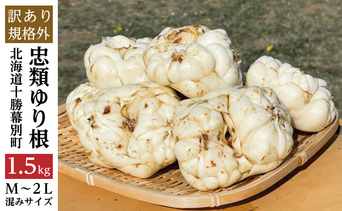 【規格外】十勝幕別 忠類ゆり根 1.5kg（M～2L）9～15玉【 北海道 幕別町 忠類 十勝 高級食材 お正月 料理 訳あり 】 野菜 ゆりね 北海道産 ワケあり 