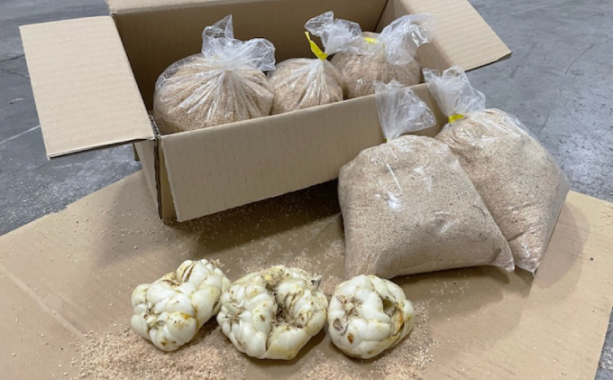 【規格外】十勝幕別 忠類ゆり根 1.5kg（M～2L）9～15玉【 北海道 幕別町 忠類 十勝 高級食材 お正月 料理 訳あり 】 野菜 ゆりね 北海道産 ワケあり 