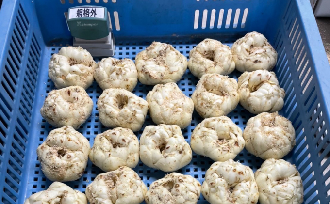 【規格外】十勝幕別 忠類ゆり根 1.5kg（M～2L）9～15玉【 北海道 幕別町 忠類 十勝 高級食材 お正月 料理 訳あり 】 野菜 ゆりね 北海道産 ワケあり 