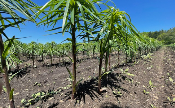 【規格外】十勝幕別 忠類ゆり根 1.5kg（M～2L）9～15玉【 北海道 幕別町 忠類 十勝 高級食材 お正月 料理 訳あり 】 野菜 ゆりね 北海道産 ワケあり 