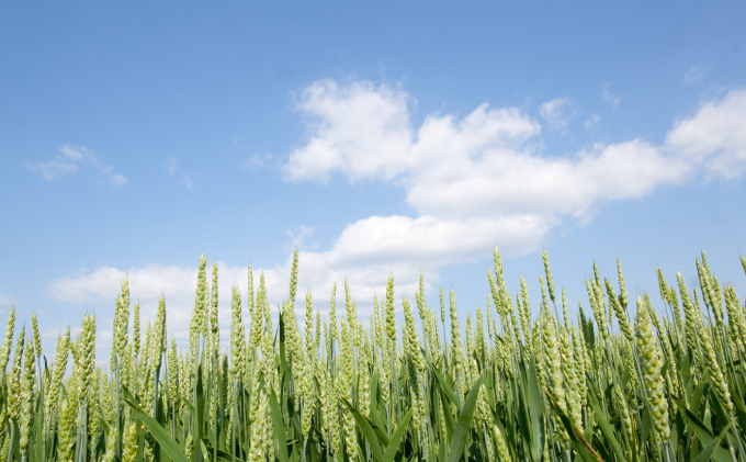 北海道産 強力粉3kg（1kg×3袋）［小田壱］【 パン用 ピザ生地 小麦粉 パン作り ラーメン ホームベーカリー 】 