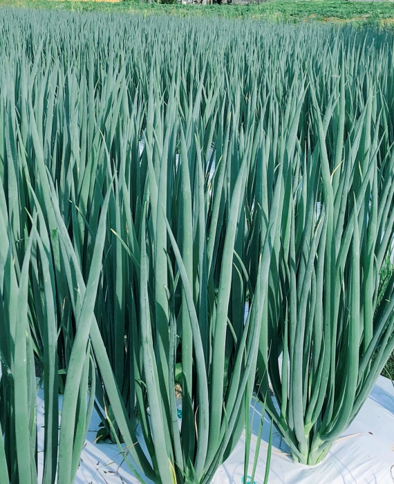 【6か月定期便】生産農家直送 京野菜・九条ねぎ700ｇ〈定期便 ねぎ ネギ 葱 九条ねぎ 京野菜 京都 新鮮 甘い 農家直送 野菜〉 京都府産 薬味 料理 食材 半年 