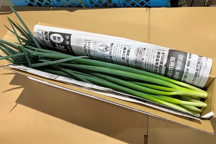 【6か月定期便】生産農家直送 京野菜・九条ねぎ700ｇ〈定期便 ねぎ ネギ 葱 九条ねぎ 京野菜 京都 新鮮 甘い 農家直送 野菜〉 京都府産 薬味 料理 食材 半年 