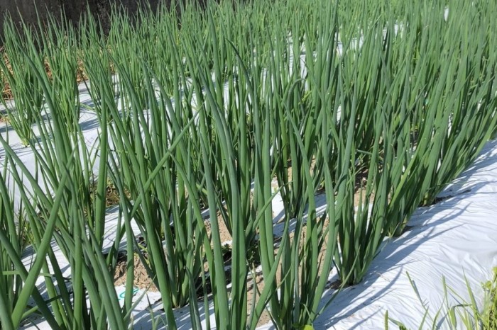 【6か月定期便】生産農家直送 京野菜・九条ねぎ700ｇ〈定期便 ねぎ ネギ 葱 九条ねぎ 京野菜 京都 新鮮 甘い 農家直送 野菜〉 京都府産 薬味 料理 食材 半年 