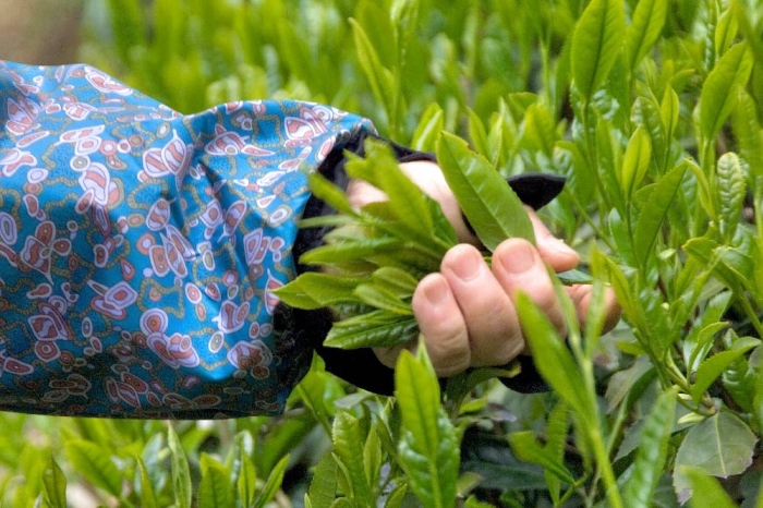 宇治・有機煎茶 100ｇ×2本〈有機 オーガニック 無農薬 お茶 茶 煎茶 緑茶 有機煎茶 飲料 茶葉 日本茶 宇治茶 加工食品〉 