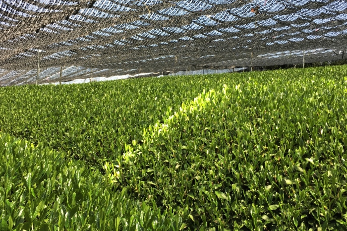 宇治・有機抹茶 30g缶入×3缶〈 宇治抹茶 抹茶 有機 オーガニック 緑茶 お茶 飲料 宇治 石臼挽き 碾茶 濃厚 〉