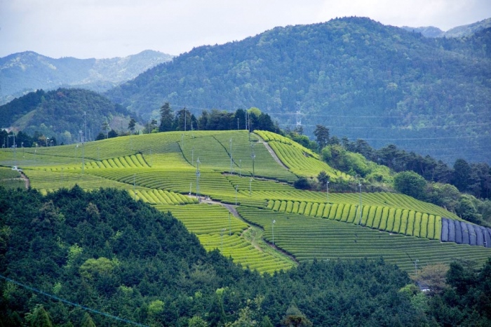 京都宇治健康茶「百薬の頂」 350g×3箱　〈お茶 茶 宇治茶 ブレンド 黒大豆 大麦 ハトムギ 米 とうもろこし ごぼう 小豆 杜仲茶 どくだみ 桑の葉 ウコン 健康茶 飲料 加工食品〉 飲料類 