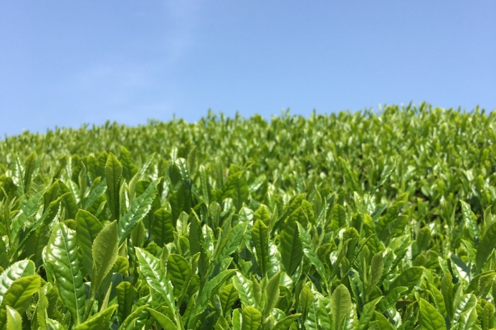 宇治・煎茶ティーバッグ 5g×20個×3袋　〈お茶 茶 煎茶 緑茶 かぶせ茶 飲料 ティーバッグ 煎茶ティーバッグ ティーパック 宇治茶 日本茶 加工食品〉 宇治煎茶ティーバッグ 